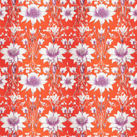 Campanula Strawberry