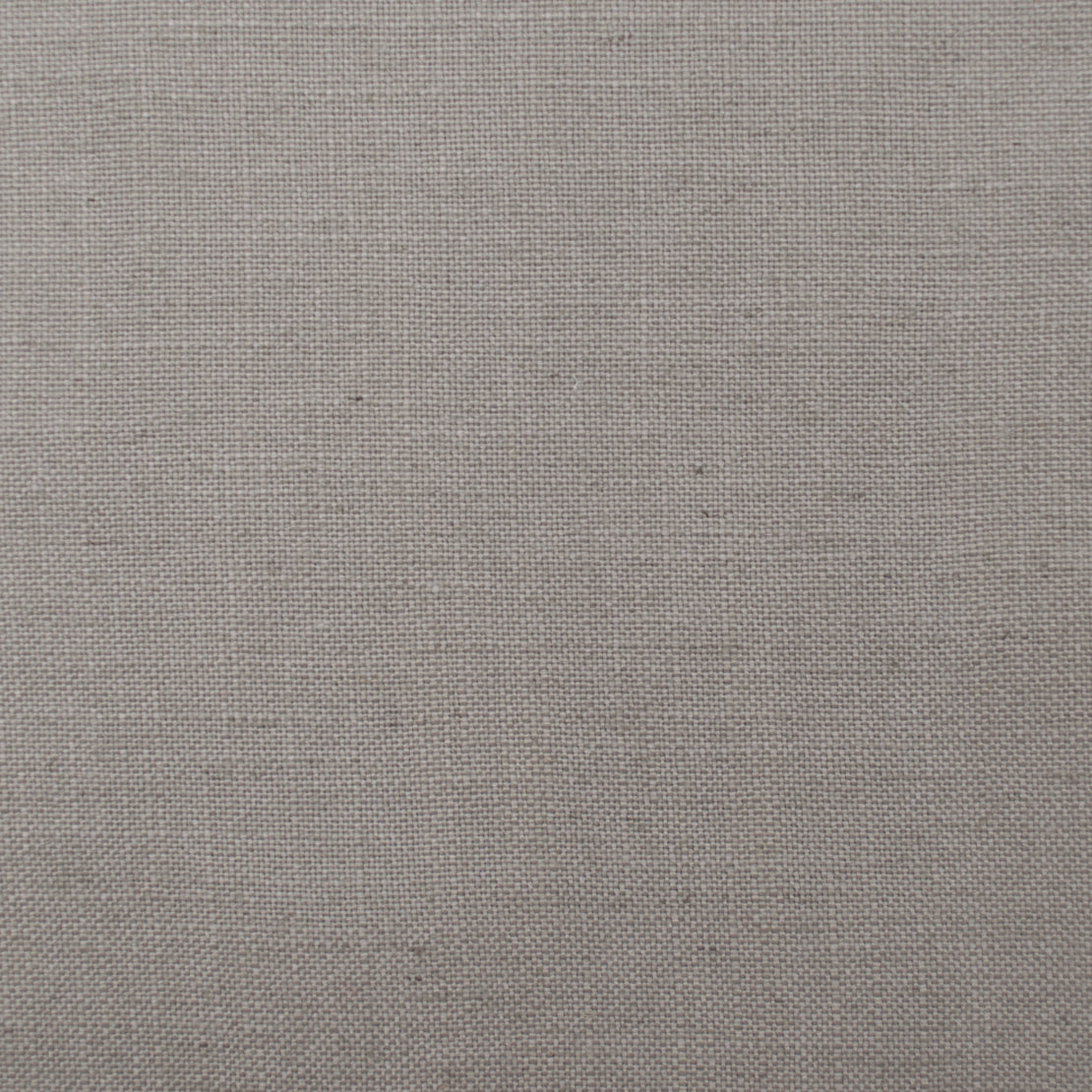 Lino - Chinchilla