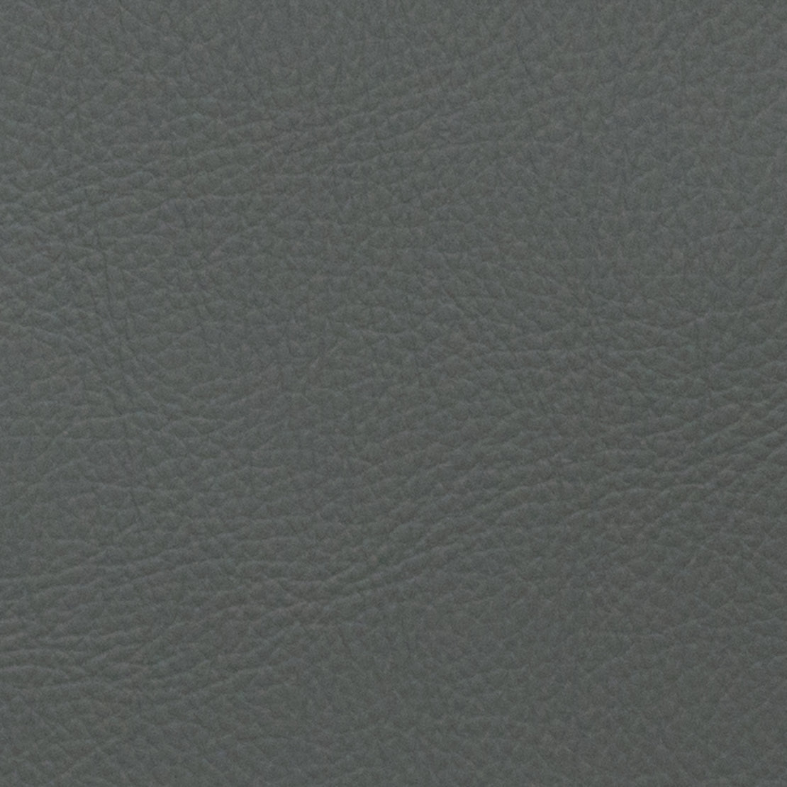 Neptune - Chinchilla