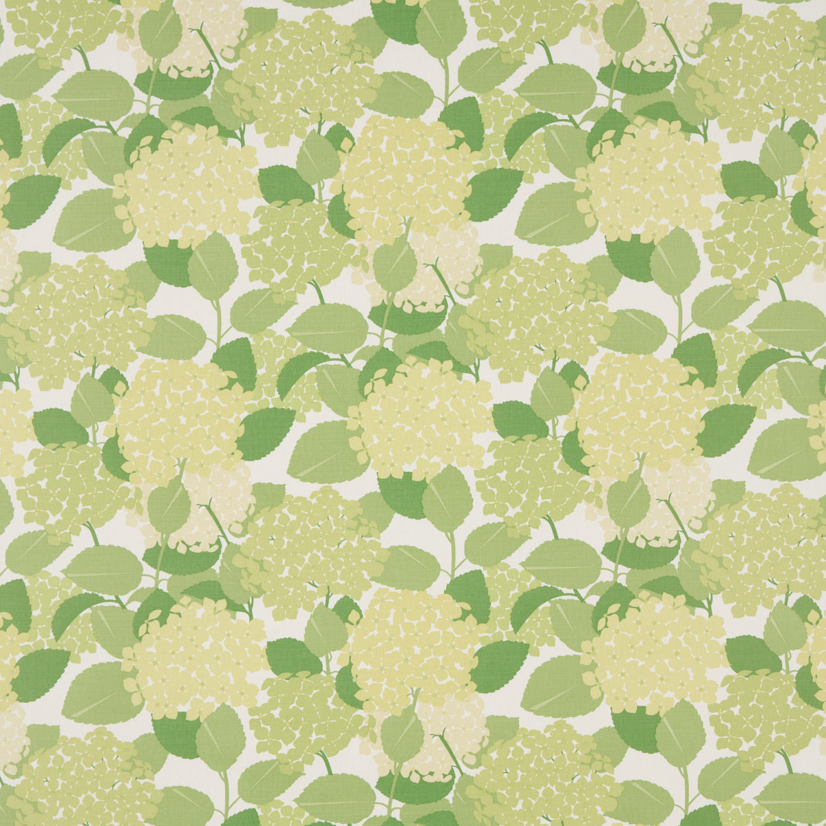 HYDRANGEA GREEN