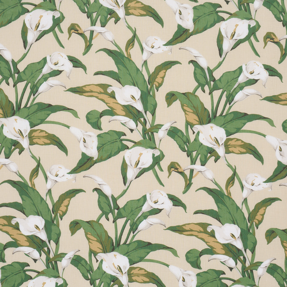 Arum Lilies Parchment