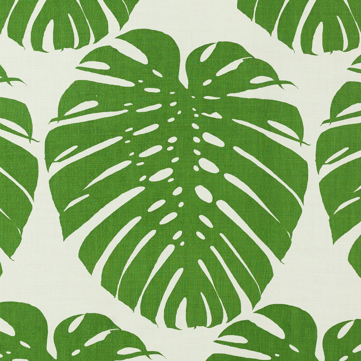 EXOTICUS ELEPHANT LEAF