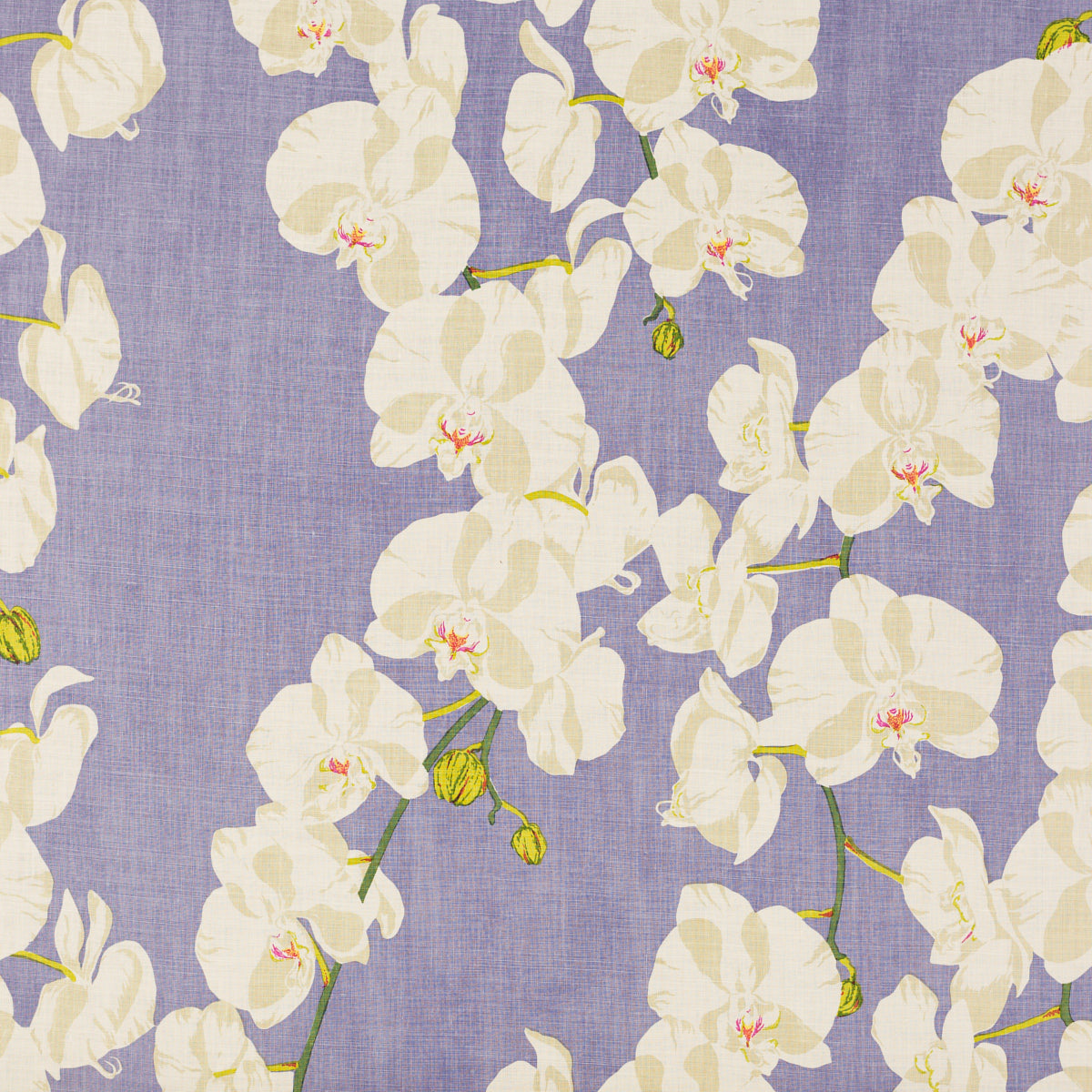 CELESTE LILAC