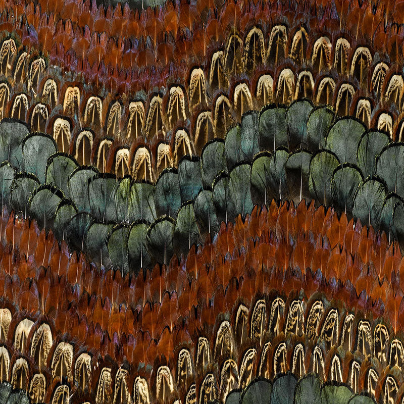 BISCAYNE PEACOCK & PHEASANT