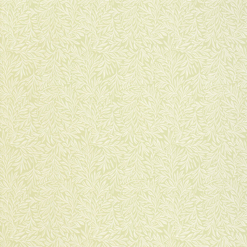 WILLOW LEAF SAGE