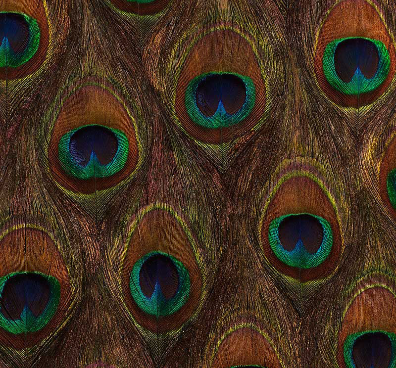PEACOCK ORE PEACOCK