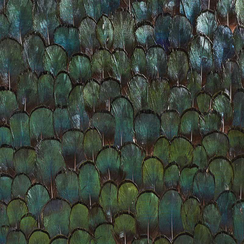 JADE FOREST GREEN