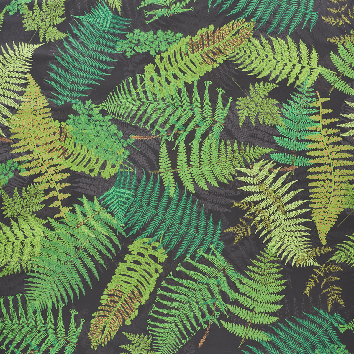 FERNARIUM BLACK & LEAF