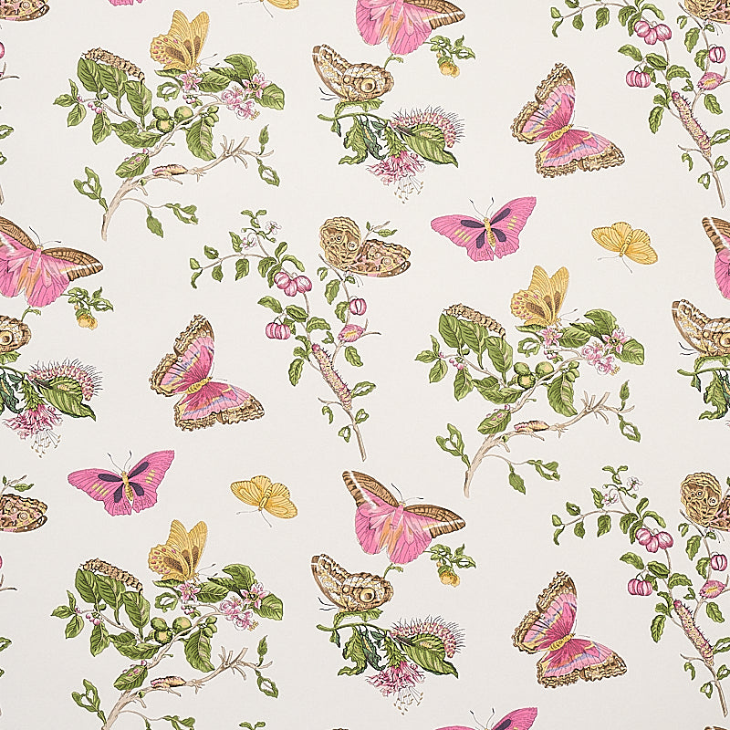 BAUDIN BUTTERFLY BLUSH