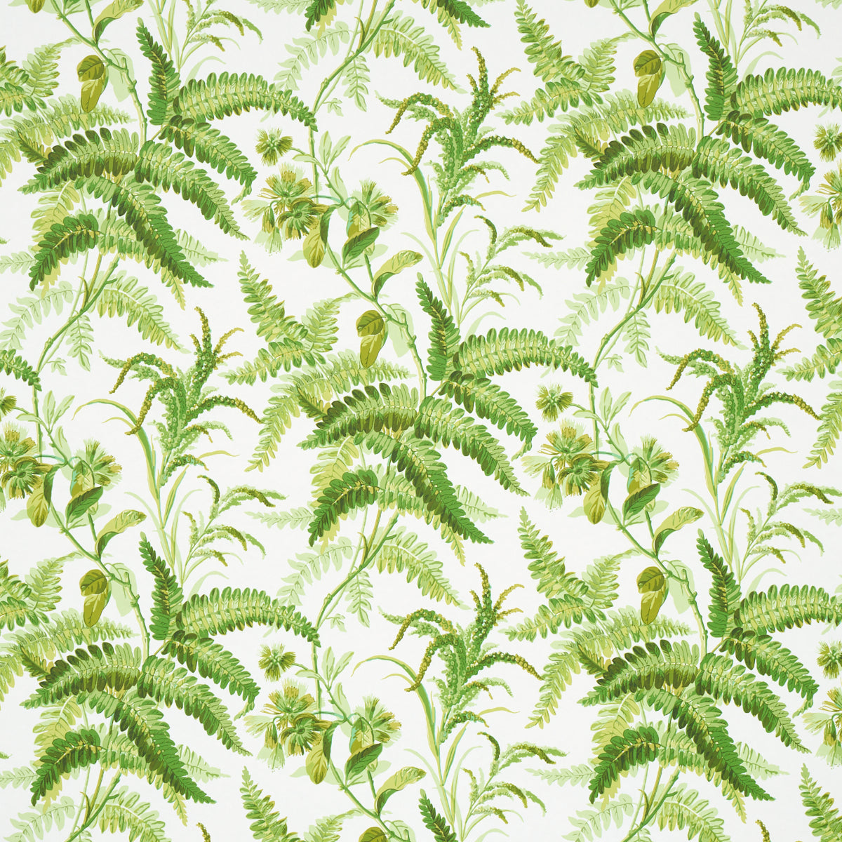 MYERS FERN TROPICAL