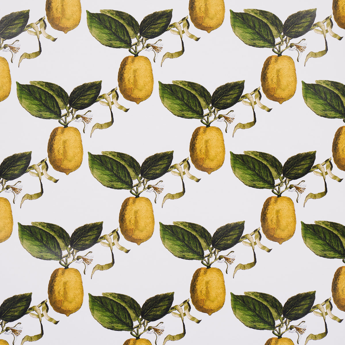 LE CITRON IVORY