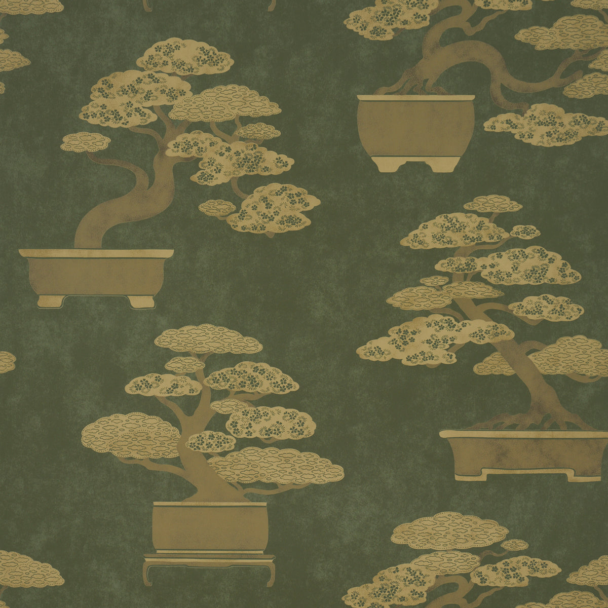 BONSAI TREE OLIVE