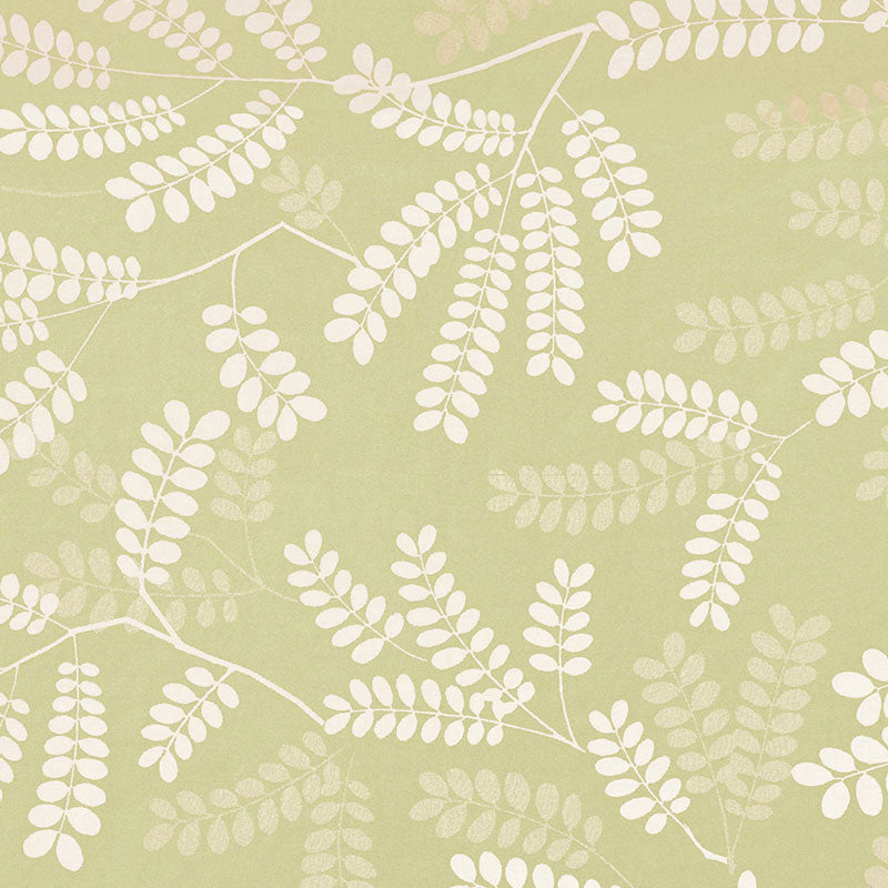 LOCUST LEAVES FERN