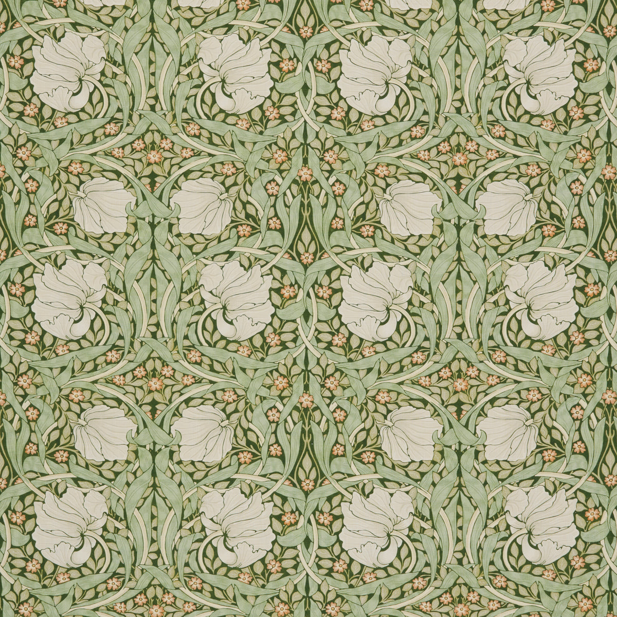 7865 PIMPERNEL 4 DILL