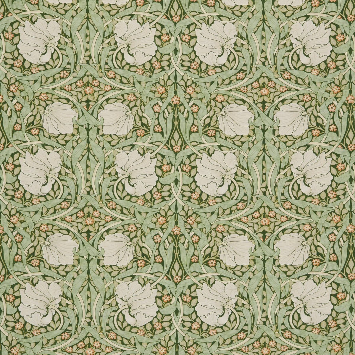 7865 PIMPERNEL 4 DILL