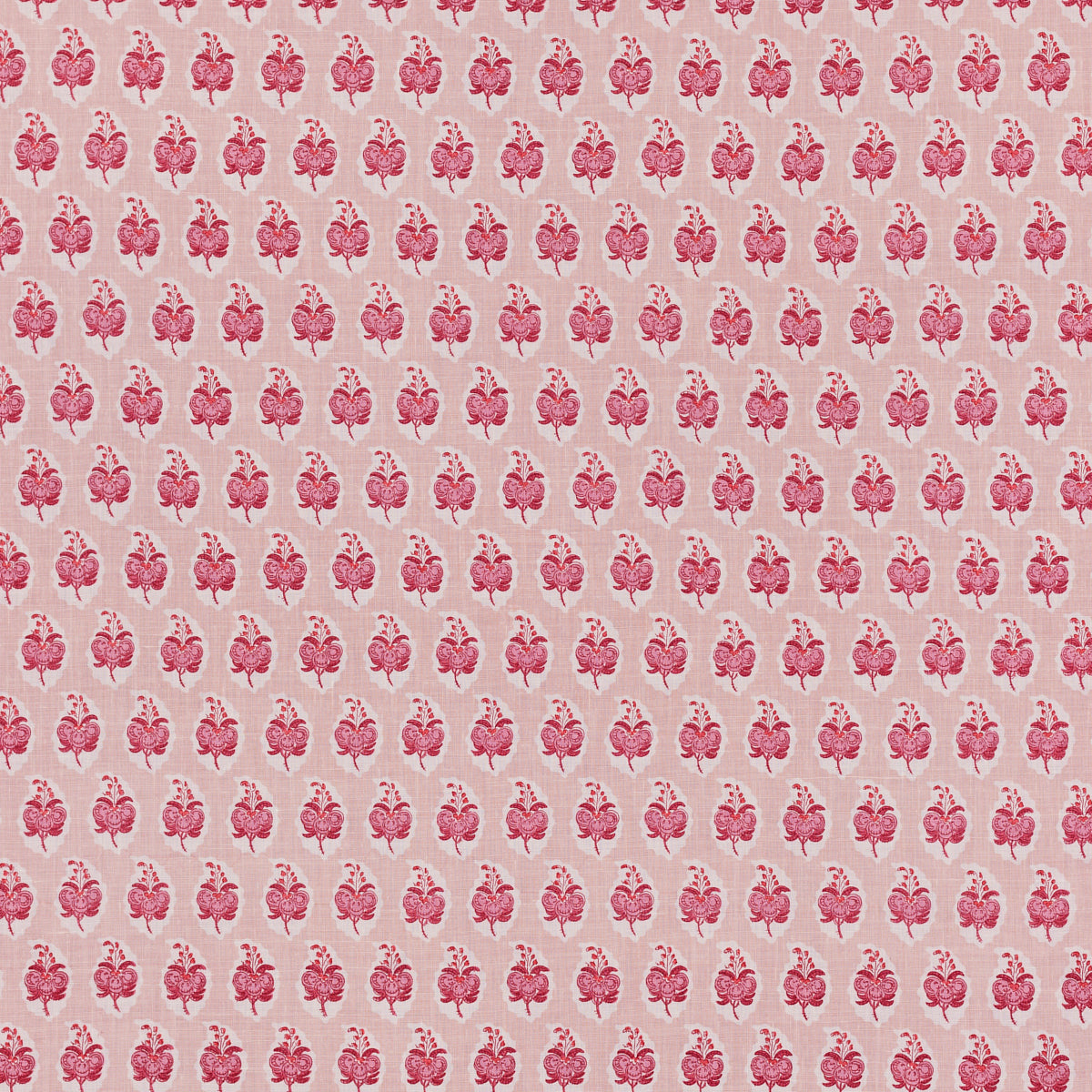 PASHA ROSE