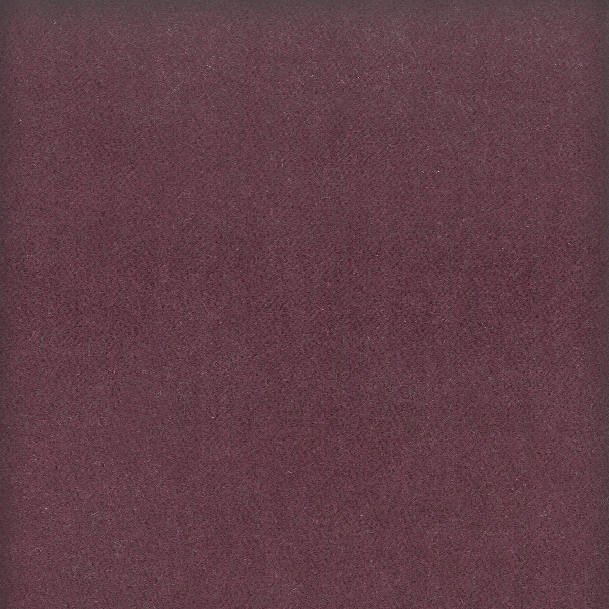 MOORE 15 PLUM