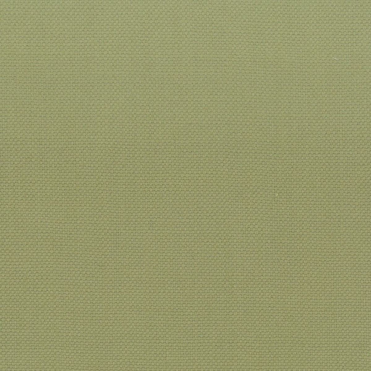 STANFORD 1 PISTACHIO