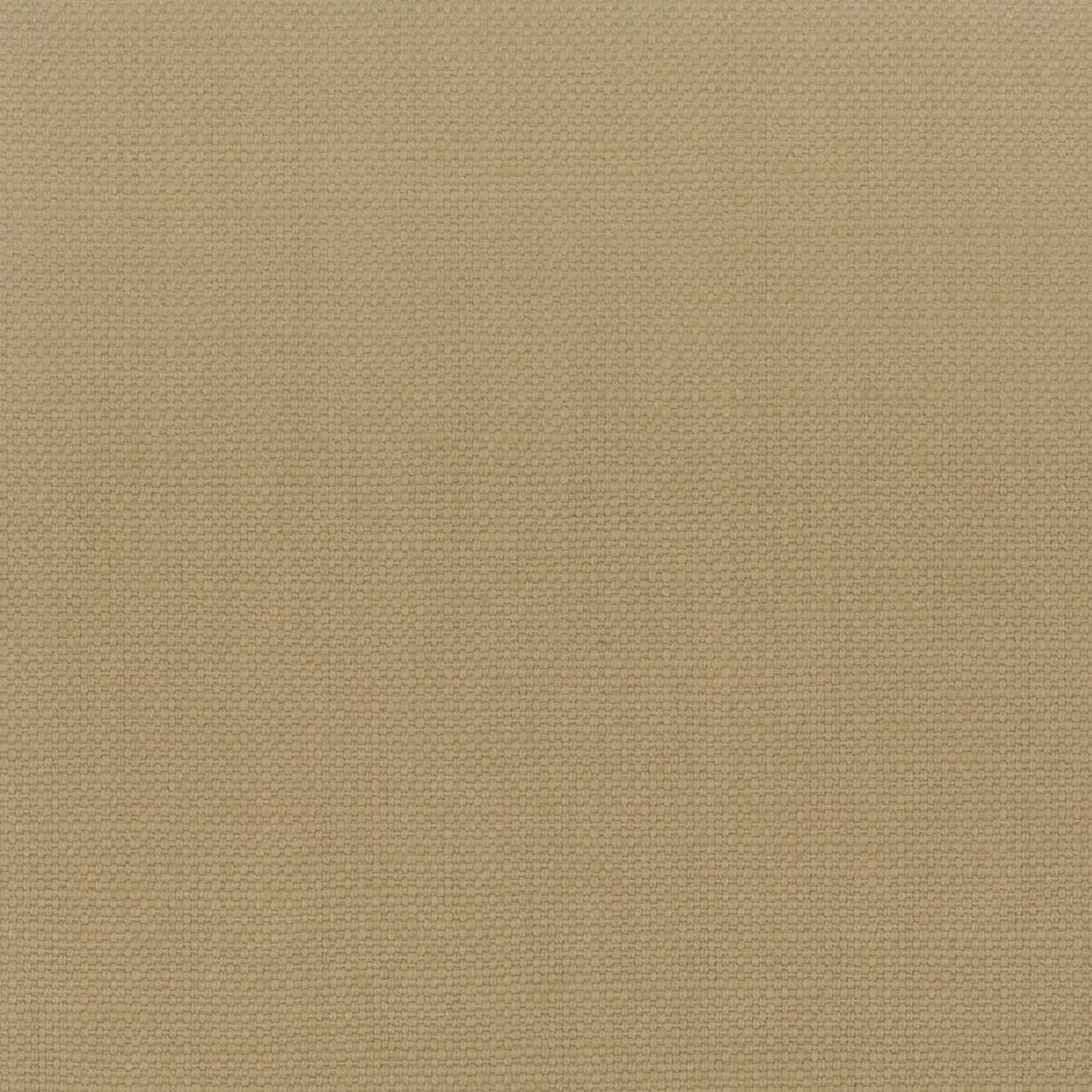 STANFORD 7 WHEAT